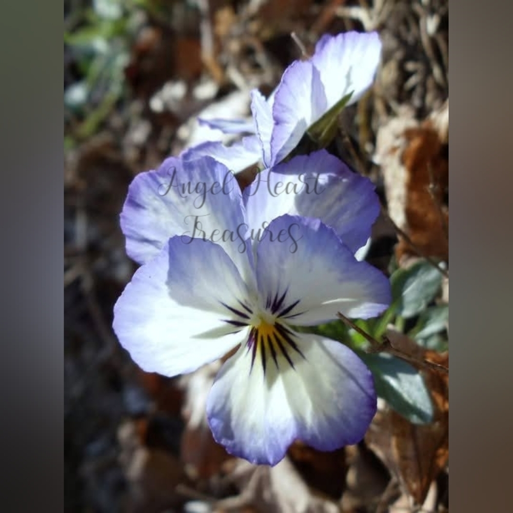 5x7 Original Photography Blue Violet Purple & White Pansy Flower Bloom P…